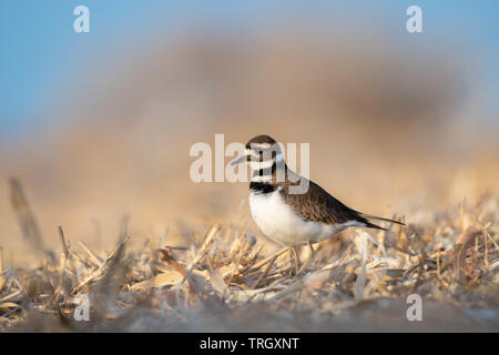 Killdeer, (Charadrius rumoroso), Bernardo Waterfowl Management Area, Nuovo Messico, Stati Uniti d'America. Foto Stock