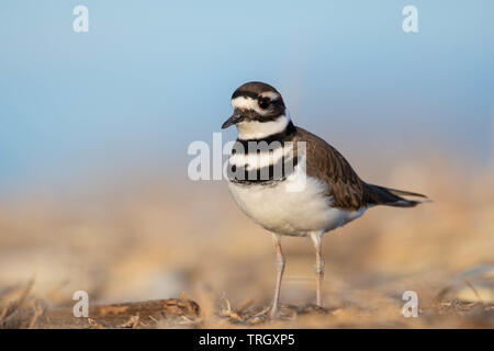 Killdeer, (Charadrius rumoroso), Bernardo Waterfowl Management Area, Nuovo Messico, Stati Uniti d'America. Foto Stock