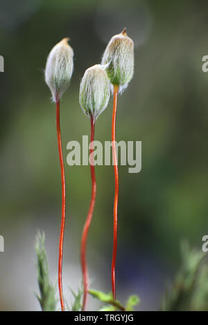 Le capsule di spore o sporangia di Polytrichum juniperinum, comunemente noto come il ginepro haircap o ginepro polytrichum moss Foto Stock