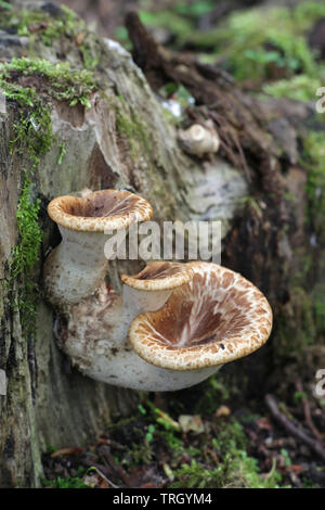 Polyporus squamosus aka Cerioporus squamosus, noto come dryad la sella e fagiano di fungo indietro Foto Stock