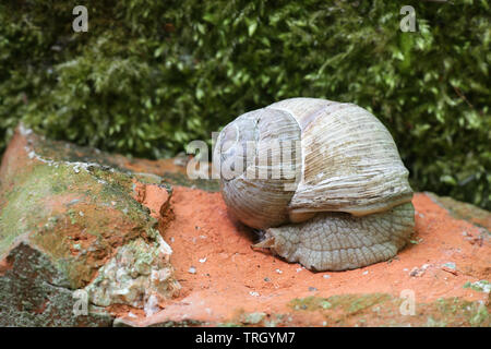 Helix pomatia, comunemente noto come il romano lumaca, Borgogna, lumaca lumaca commestibili o escargot Foto Stock