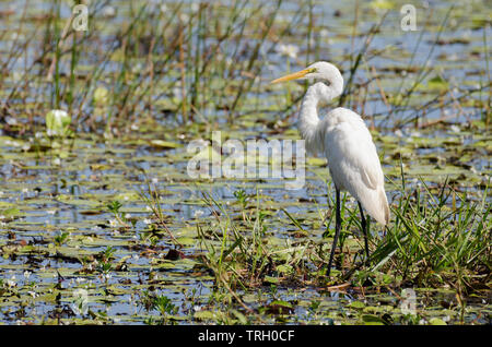 Garzetta intermedia in acqua gialla billabong, Kakadu, Territorio del Nord, l'Australia. Foto Stock