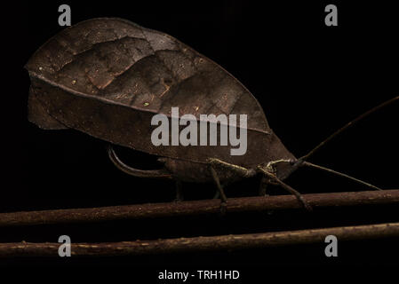 Pterochroza ocellata, il pavone katydid siede ancora dissimulata come una foglia morta per ingannare i predatori che potrebbero altrimenti mangiare. Foto Stock