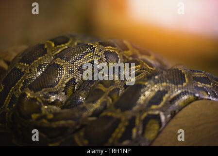 Python snake / Asia giant pitone reticolato giacente su di un ramo Foto Stock