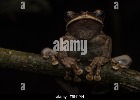 Una raganella (Osteocephalus yasuni) dalla foresta amazzonica in Yasuni National Park, Ecuador. Foto Stock