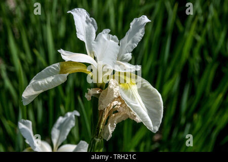 Iris sibirica 'Sora Queen', iride bianco Foto Stock