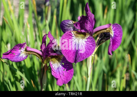 Viola Iris sibirica fiore 'Maranathaa' iris siberiano fiori viola Foto Stock