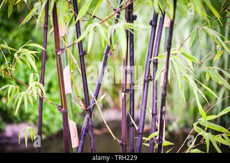 Black bamboo tree crescita naturale nel parco giardino Foto Stock