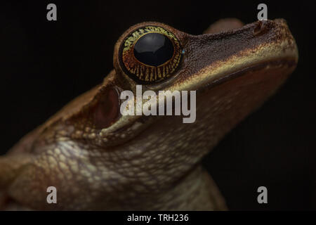 Una chiusura immagine dell'occhio di un Osteocephalus yasuni, una raganella dall'Amazzonia ecuadoriana jungle. Foto Stock