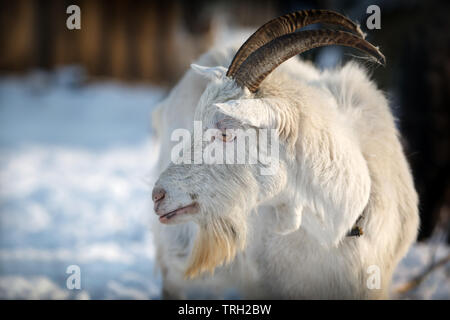 Capra con lunghe corna godetevi il bianco inverno Foto Stock