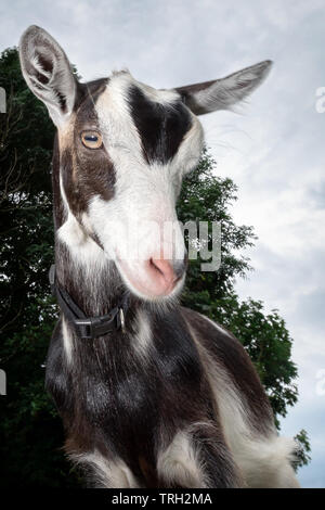 Divertente in bianco e nero di capra maculato con naso rosa , e pelliccia orecchini , girato con obiettivo grandangolare Foto Stock