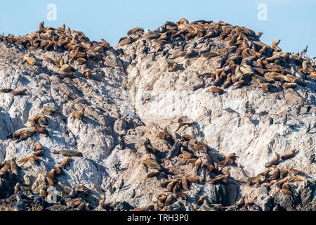 I leoni di mare, Zalophus californianus, soleggiata sulla roccia di tenuta lungo 17 miglia di auto a Monterey in California. Foto Stock