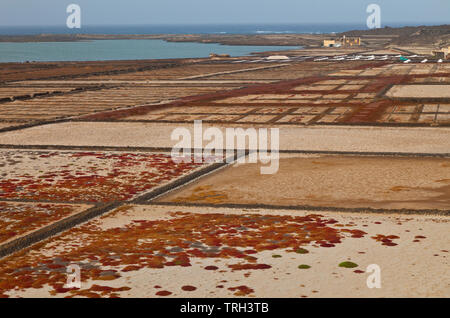 Salinas de Janubio. Isla Lanzarote. Provincia di Las Palmas. Islas Canarias. España Foto Stock