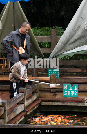 Alimentazione di Koi goldfish usando un biberon a Chengdu. Sichuan, Cina Foto Stock