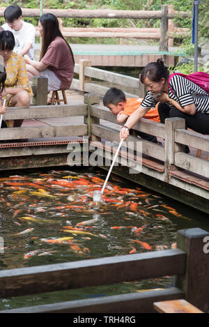 Alimentazione di Koi goldfish usando un biberon a Chengdu. Sichuan, Cina Foto Stock