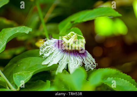 Fiori di un frutto della passione (granadilla o Passiflora edulis) Foto Stock