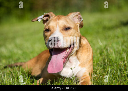 Cucciolo Pit Bull bianco marrone con orecchie nastrate Foto Stock