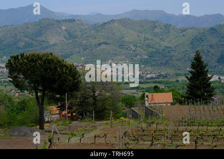 Filari di alberi di olivo, vite e grano accanto a un casale rurale in Sicilia, Italia Foto Stock