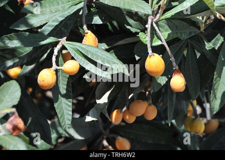 Chiusura del frutto maturo su un albero di Nespole del Giappone (Eriobotrya japonica) fotografato in Israele in primavera, può Foto Stock