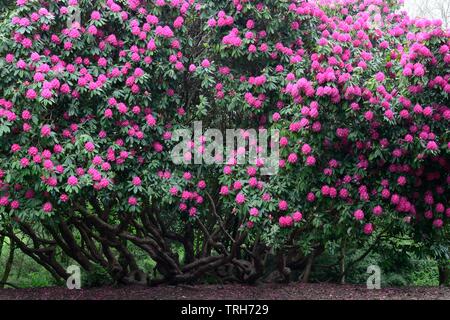 Il vecchio albero di rododendro in fiore a Gnoll Country Park Neath Glamourganshire Galles Cymru REGNO UNITO Foto Stock