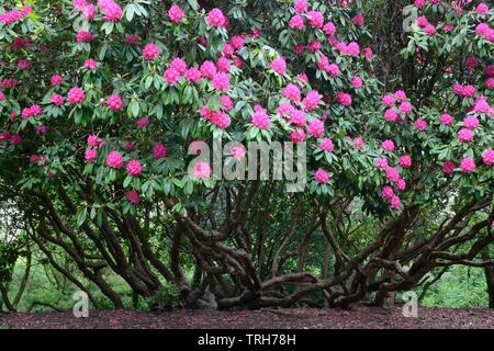 Il vecchio albero di rododendro in fiore a Gnoll Country Park Neath Glamourganshire Galles Cymru REGNO UNITO Foto Stock