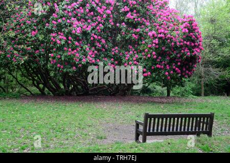 Il vecchio albero di rododendro in fiore a Gnoll Country Park Neath Glamourganshire Galles Cymru REGNO UNITO Foto Stock