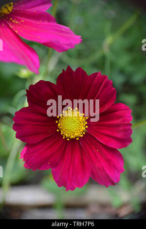 Cosmos bipinnatus Dazzler in fiore Foto Stock