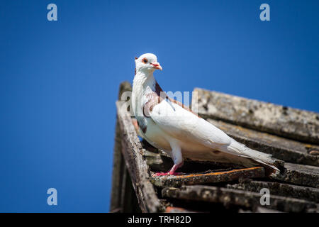 Ganselkröpfer pigeon, una specie gravemente minacciate di Pigeon razza da Austria, sul tetto Foto Stock