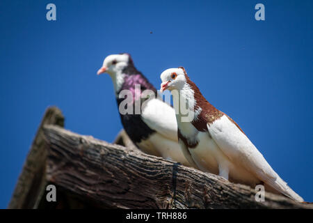 Due Ganselkröpfer piccioni, una specie gravemente minacciate di Pigeon razza da Austria, sul tetto Foto Stock
