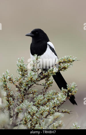 Eurasian Gazza / Elster ( Pica pica ) arroccato su una boccola di seabuckthorn, guardare un comportamento tipico di questo timido e attento, uccelli selvatici, l'Europa. Foto Stock