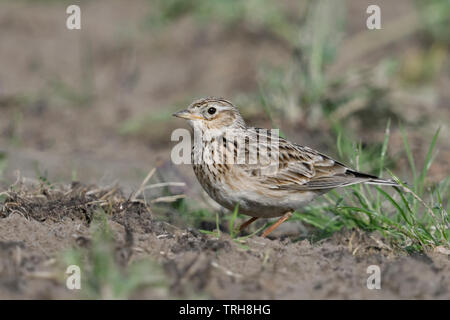 Allodola / Feldlerche ( Alauda arvense ), adulti in primavera, seduto sul terreno su terreni agricoli, alla ricerca di cibo, la fauna selvatica, l'Europa. Foto Stock