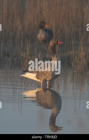 Oca Graylag / Graylag oche / Graugans ( Anser anser ), coppia, coppia in piedi in acqua poco profonda e la conservazione delle zone umide, Early Morning Light, fauna selvatica, l'Europa. Foto Stock