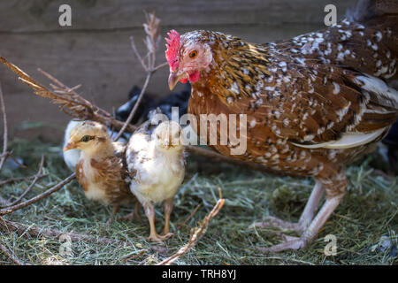 Chioccia e il suo uccellini della razza tre uccellini della razza Stoapiperl/ Steinhendl, una specie gravemente minacciate di razza di pollo dall' Austria Foto Stock