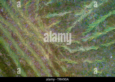 Vista aerea di un prato con erba rasata. Naturale sfondo floreale Foto Stock