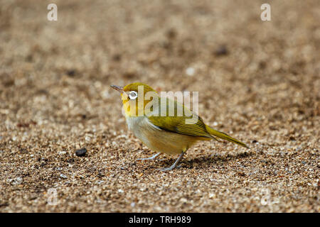 Isole Figi bianco-eye (Zosterops explorator) seduto per terra. È endemica delle isole Figi. Foto Stock