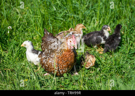 Chioccia e uccellini della razza Stoapiperl/ Steinhendl, una specie gravemente minacciate di razza di pollo da Austria, godendo una giornata di sole in Prato Foto Stock