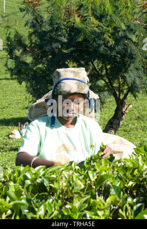 Una donna mano picks tè presso un break al di fuori di Hutton in Sri Lanka. Foto Stock