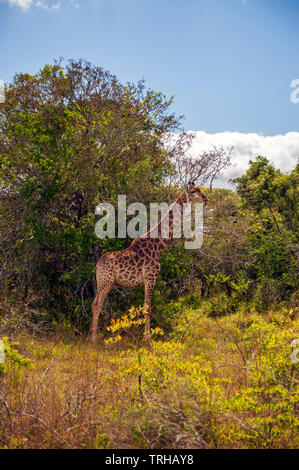 Una giraffa presso il Phinda Private Game Reserve, una proprietà andBeyond riserva naturale nella parte orientale del Sud Africa. Foto Stock