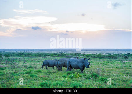 Il sole tramonta su una mandria di rinoceronti al andBeyond di proprietà privata Phinda Game Reserve in Sud Africa. Foto Stock