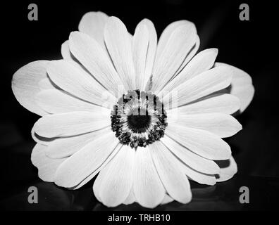Anemone nemorosa , fiore, fiore bianco su sfondo nero con la foto scattata direttamente da sopra e con un obiettivo macro in monocromia Foto Stock