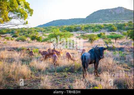 Un gnu a Phinda Private Game Reserve, una proprietà andBeyond riserva naturale nella parte orientale del Sud Africa. Foto Stock