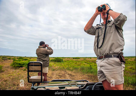 Un tracker e la guida alla ricerca di Big game al Phinda Private Game Reserve, una proprietà andBeyond riserva naturale in Sud Africa. Foto Stock