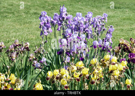 Fiori colorati giardino, iridi misti, piante perenni Tall bearded iris bordo fiore letto, grumo Foto Stock