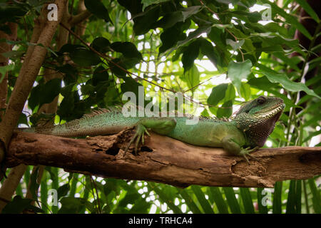 Acqua cinese Dragon Foto Stock