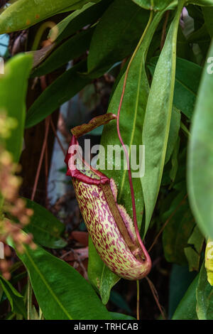 Pianta di brocca Foto Stock