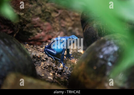 Blue poison dart frog Foto Stock