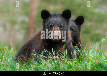 Coppia di American orsi neri (Ursus americanus), Bosco, orientale degli Stati Uniti, da Bill Lea/Dembinsky Foto Assoc Foto Stock