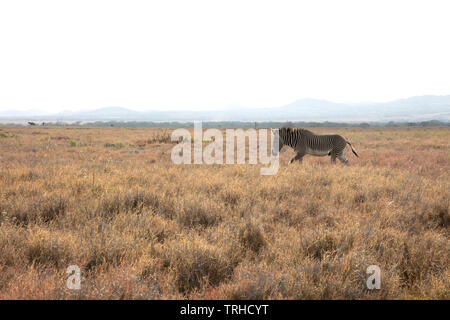 Di Grevy Zebra, pascolando Lewa gioco Santuario, Kenya, E. Africa, da Dembinsky Associa foto Foto Stock