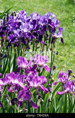 Fiori perenni giardino, colorato Irises viola blu Foto Stock