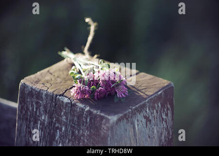 Un piccolo bel bouquet, raccolti dai fiori di rosa trifoglio, giace dimenticato su un vecchio post fatto di registro incrinato Foto Stock